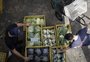 Em espaço provisório, Ceasa monitora preços para evitar excessos nos alimentos