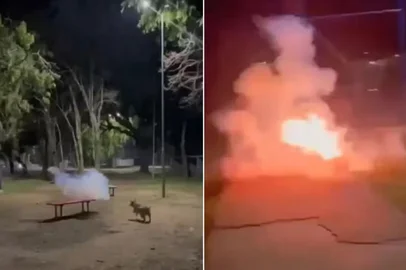 Cachorro morre após explosão de rojão em Porto Alegre; três adolescentes são responsabilizados<!-- NICAID(15942598) -->