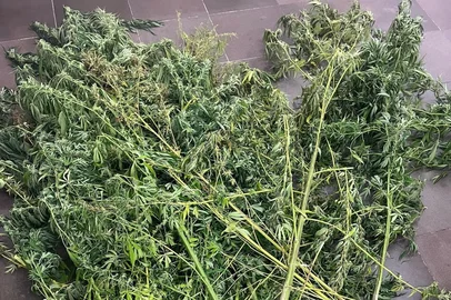 Homem é preso com 18 pés de maconha em Farroupilha<!-- NICAID(15999303) -->