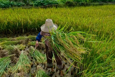 Mais de 2 mil trabalhadores foram resgatados em condições análogas à escravidão em 2024<!-- NICAID(15963298) -->