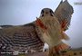 Pássaro “invade” câmera de projeto astronômico e protagoniza registro inusitado em Santa Maria; veja imagens