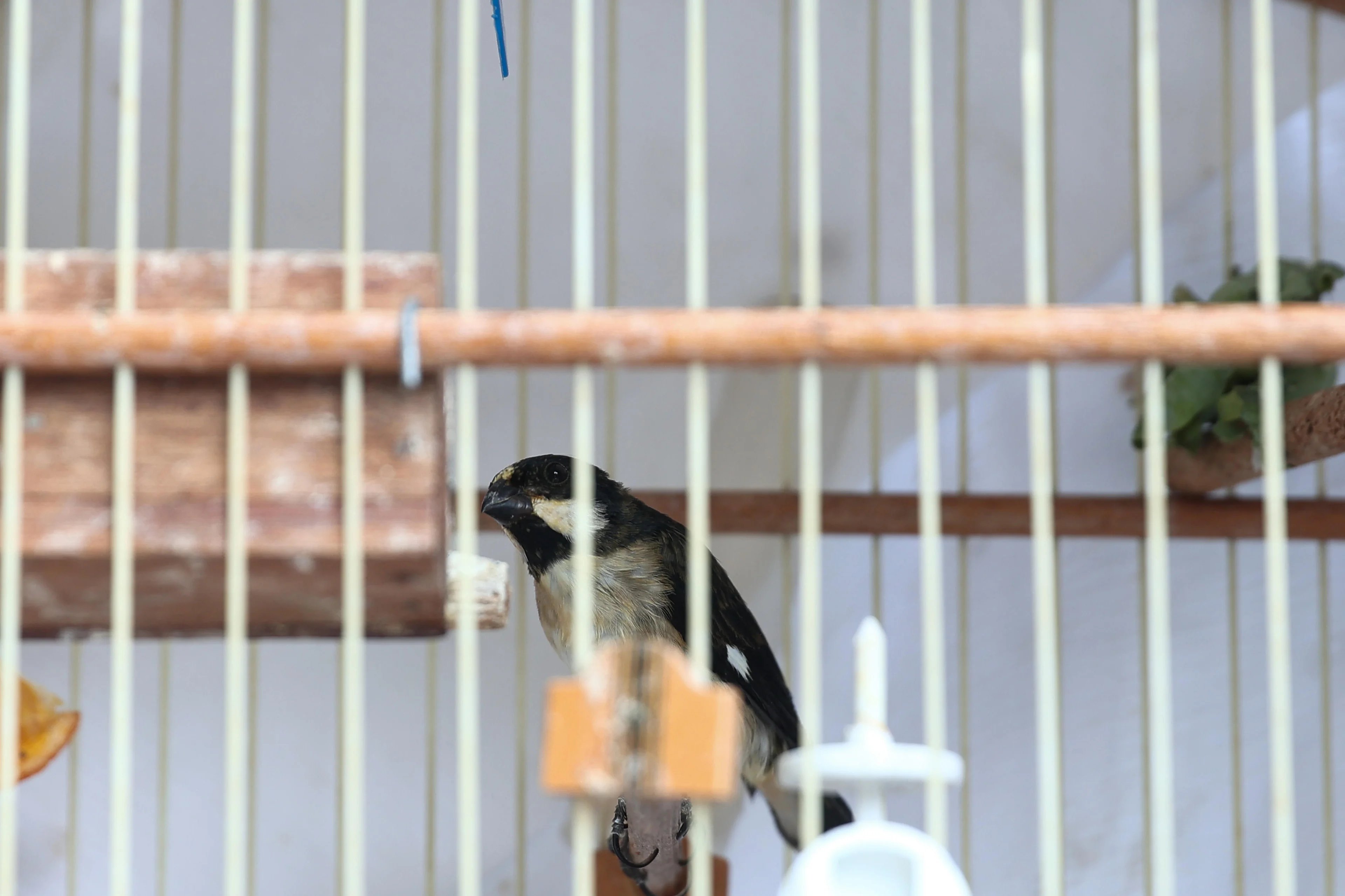 Jonathan Heckler/Agencia RBS