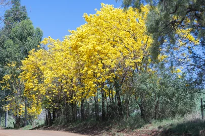 Primavera será de tempo mais seco no RS – Estação será marcada pelo fenômeno La Niña, segundo coordenador do Simagro, meteorologista Flávio Varone<!-- NICAID(15870775) -->