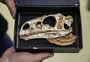 Seis animais pré-históricos descobertos no RS pelo Centro de Apoio à Pesquisa Paleontológica da UFSM