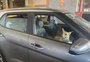 Cadela é encontrada trancada em carro no estacionamento da Arena durante Grêmio x São Luiz