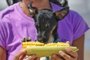 Cão Hope comendo milho em praia gaúcha<!-- NICAID(15340398) -->