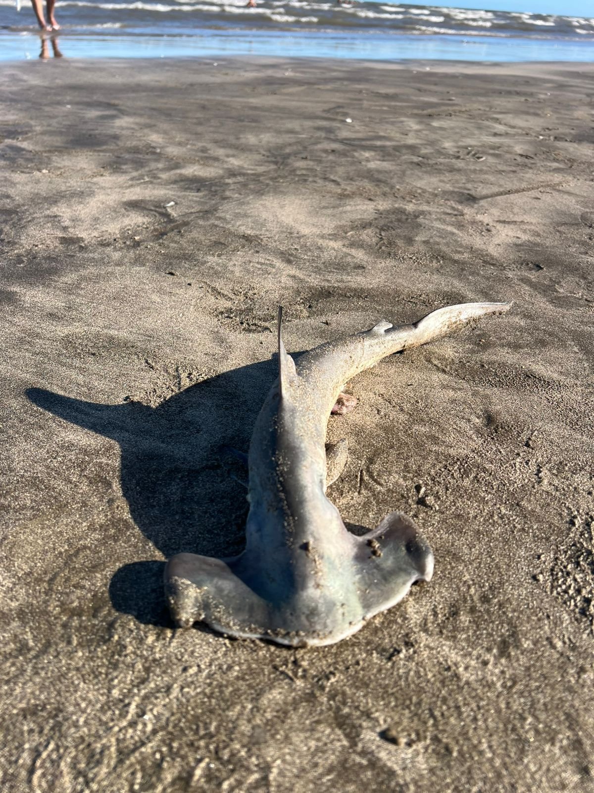 Filhote de tubar&atilde;o-martelo &eacute; encontrado morto na Praia do Cassino