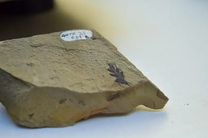 Melissa Daniele Alves / Unisinos / Divulgação