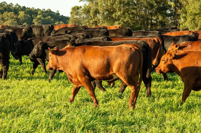 Eduardo Marcanth Rosso / Divulgação Eduardo Marcanth Rosso / Divulgação
