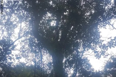 Centenária, árvore gigante de erva-mate passa de 2,2 metros de circunferência e fica em mata de difícil acesso do norte gaúcho<!-- NICAID(16136774) -->