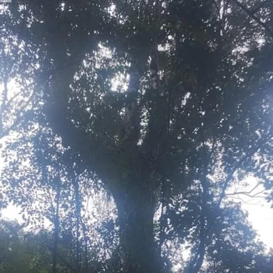 Centenária, árvore gigante de erva-mate passa de 2,2 metros de circunferência e fica em mata de difícil acesso do norte gaúcho<!-- NICAID(16136774) -->