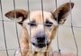 Cerca de 200 animais resgatados durante a enchente  em Porto Alegre seguem em quatro abrigos licenciados