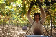 CAXIAS DO SUL, RS, BRASIL, 12/02/2026. Argentinos representam cerca de 50% dos trabalhadores contratados para a safra da uva na Serra neste ano. Na propriedade de Selmar Corbelini, em Garibaldi, já faz quatro anos que a mão de obra é toda argentina. Nesta safra, são 11 trabalhadores do país vizinho contratados. (Ariéli Ziegler/Agência RBS)Indexador: Arieli Ziegler<!-- NICAID(16224095) -->
