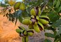 Chuva em excesso encolhe produção gaúcha de noz-pecan