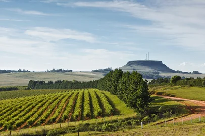 Miolo Wine Group / Divulgação A Miolo Wine Group alcança um novo patamar em sua trajetória de sustentabilidade. O grupo conquistou o Selo Ouro do Programa Brasileiro GHG Protocol, sob acompanhamento da Fundação Getulio Vargas (FGV), nível máximo concedido às organizações que demonstram o mais elevado grau de transparência na elaboração e divulgação de seus inventários de emissões de gases de efeito estufa (GEE).<!-- NICAID(16361382) -->