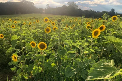 Campo de girassóis da Vinícola Don Giovanni, em Pinto Bandeira.<!-- NICAID(14978689) -->