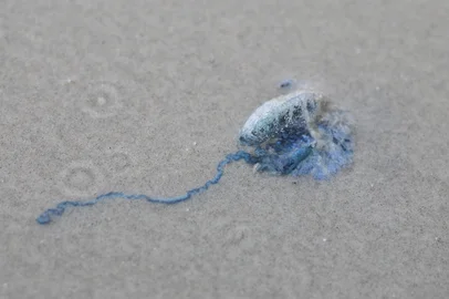 Capão da Canoa, RS, BRASIL, 24/01/2024 - Desconhecidas dos veranistas gaúchos, pelo menos cinco espécies de seres marinhos estão sendo encontradas encalhadas na faixa de areia. São seres azulados e com tentáculos que podem causar queimaduras em quem encostar.  Na foto, Caravela Portuguesa.  Foto: Anselmo Cunha/Agencia RBS<!-- NICAID(15659030) -->