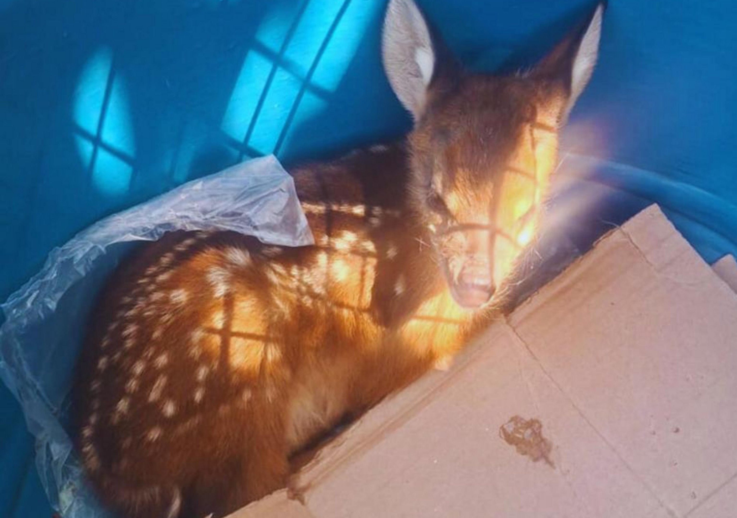 Filhote de veado &eacute; resgatado em lavoura em Entre Rios do Sul; assista ao v&iacute;deo