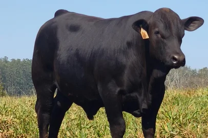 Senangus, raça bovina que estreia na Expointer<!-- NICAID(16345030) -->