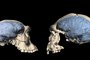 Skulls of early Homo from Georgia with an ape-like brain (left) and from Indonesia with a human-like brain (right). (Image: M. Ponce de León und Ch. Zollikofer, UZH)<!-- NICAID(14754048) -->