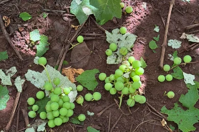 Granizo causa prejuízo avaliado em R$ 6,5 milhões em produções agrícolas de Caxias do Sul.<!-- NICAID(16176979) -->