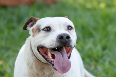 CANOAS / RS: Criado de forma emergencial para receber cães resgatados na enchente de maio do ano passado, o Abrigo Municipal Palmira Gobbi, em Canoas, terá a estrutura desmobilizada até o dia 20 de julho.<!-- NICAID(16060430) -->