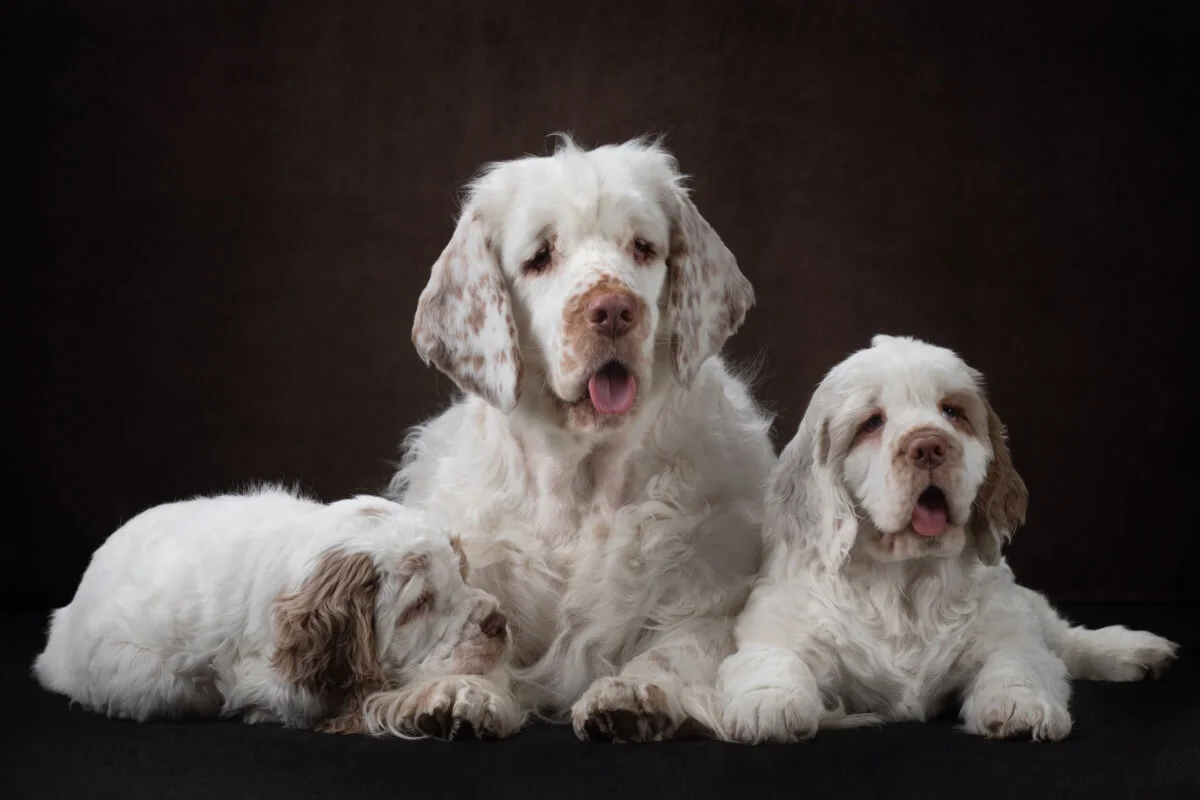 Clumber spaniel: conheça as características do cachorro dessa raça | Donna
