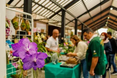 80 expositores são aguardados em feira de Orquídeas e de Cattleya labiata em Nova Petrópolis.<!-- NICAID(16000321) -->