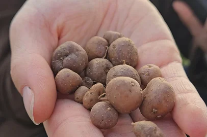 Batata resistente à geada e outros 'superpoderes': o que o Pampa ensina sobre o futuro da alimentação