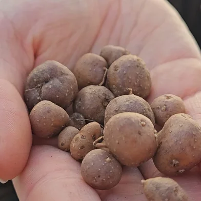 Batata resistente à geada e outros 'superpoderes': o que o Pampa ensina sobre o futuro da alimentação