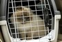 Para todo o Brasil: governo do RS e Força Aérea Brasileira oferecem transporte gratuito para animais adotados
