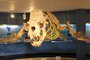 Esqueleto do leão-marinho Ipirelo no Museu Oceanográfico da Furg