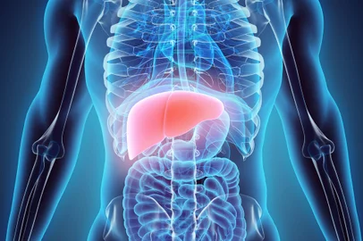 3D illustration of Liver - Part of Digestive System.Fonte: 109029242<!-- NICAID(14699774) -->