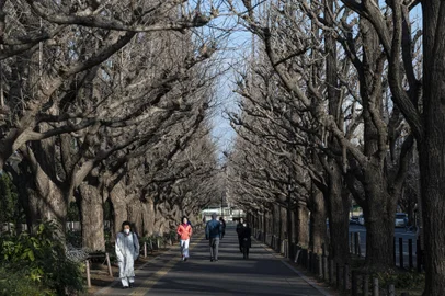 (FILES) People pass under gingko trees lining "Jingu Gaien Gingko Avenue", a part of central Tokyo set for redevelopment which will radically change the area created over a 100 years ago, on February 17, 2023. Several species of Gingko trees were included in an update of the International Union for Conservation of Nature (IUCN) Red List of Threatened Species published on October 28, 2024. More than one in three species of tree are at risk of extinction worldwide, risking life as we know it on Earth, according to the report. (Photo by Richard A. Brooks / AFP)Editoria: SPOLocal: TokyoIndexador: RICHARD A. BROOKSSecao: conservationFonte: AFPFotógrafo: STF<!-- NICAID(15901168) -->