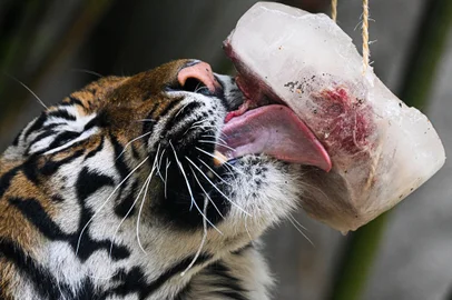 A Japanese macaque eats frozen fruits to cool off at the Rome zoo (Bioparco di Roma) on June 28, 2022 amid rising temperatures. (Photo by Tiziana FABI / AFP)<!-- NICAID(15134779) -->