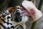 A Japanese macaque eats frozen fruits to cool off at the Rome zoo (Bioparco di Roma) on June 28, 2022 amid rising temperatures. (Photo by Tiziana FABI / AFP)<!-- NICAID(15134779) -->