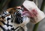 Para enfrentar onda de calor, zoológico de Roma oferece "picolé" para os animais