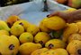 Cesta básica em Caxias do Sul tem leve alta em junho e sobe para R$ 1.017,50