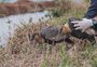 VÍDEO: MiniZoo de Canoas devolve curicacas à natureza após reabilitação