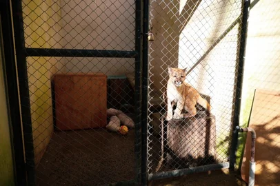O Parque Zoológico de Sapucaia do Sul (Zoo), administrado pelo governo do Estado por meio da Secretaria do Meio Ambiente e Infraestrutura (Sema), comemorou a reabertura na quinta-feira (31/7), com o anúncio de um novo morador. Um filhote de Puma concolor, resgatado em Jaquirana, na Serra.O animal foi transferido para o parque na quinta-feira (30/7) e passará por um período de adaptação até ser direcionado para o seu novo recinto, no domingo (3/8), quando os visitantes do Zoo poderão apreciá-lo. O parque é o destino final do puma, depois de uma longa jornada de tratamentos de saúde com uma equipe multidisciplinar de profissionais da Sema e de voluntários.<!-- NICAID(16092257) -->