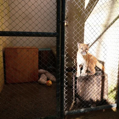 O Parque Zoológico de Sapucaia do Sul (Zoo), administrado pelo governo do Estado por meio da Secretaria do Meio Ambiente e Infraestrutura (Sema), comemorou a reabertura na quinta-feira (31/7), com o anúncio de um novo morador. Um filhote de Puma concolor, resgatado em Jaquirana, na Serra.O animal foi transferido para o parque na quinta-feira (30/7) e passará por um período de adaptação até ser direcionado para o seu novo recinto, no domingo (3/8), quando os visitantes do Zoo poderão apreciá-lo. O parque é o destino final do puma, depois de uma longa jornada de tratamentos de saúde com uma equipe multidisciplinar de profissionais da Sema e de voluntários.<!-- NICAID(16092257) -->
