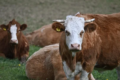 Surtos de gripe aviária entre mamíferos dobraram no mundo entre 2023 e 2024. Nos Estados Unidos, doença se espalhou entre o gado leiteiro. Na foto, animais em propriedade na Hungria, em abril de 2025. (Photo by Attila KISBENEDEK / AFP)<!-- NICAID(16044277) -->
