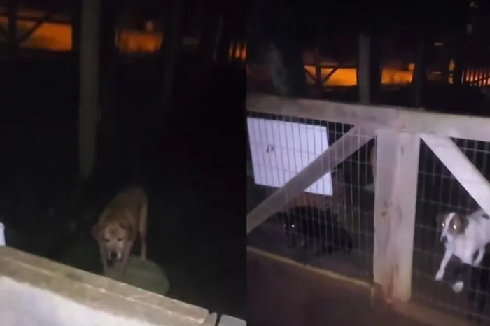 Reprodução / Santuário Voz Animal