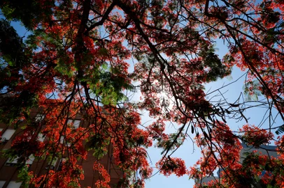 PORTO ALEGRE, RS, BRASIL, 05.12.2024: Árvores de flamboyant (ou flamboiã) colorem a cidade de Porto Alegre no mês de dezembro. Foto: Camila Hermes/Agencia RBS<!-- NICAID(15929471) -->