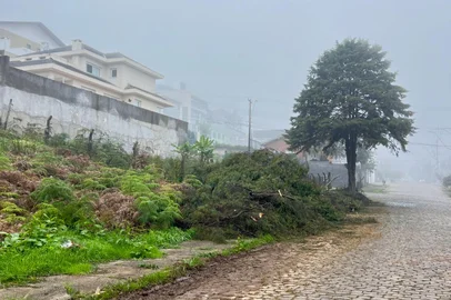 A Secretaria de Gestão Urbana de Caxias notificou a empresa Rosasul Serviços Eletrônicos e Florestais por cortar dois ciprestes que deveriam ser apenas podados.<!-- NICAID(16059781) -->