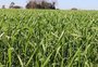 Com redução na área de plantio, La Niña é esperança para alavancar safra do trigo no norte gaúcho
