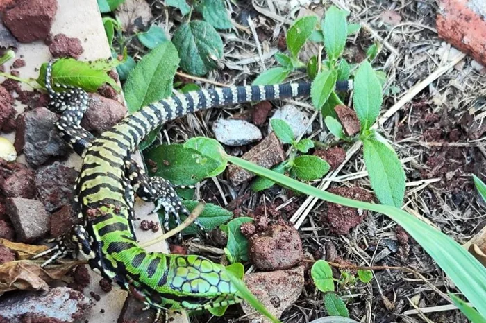 3° BABM / Divulgação