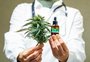 Cannabis: a história do uso medicinal da planta e o que a ciência já comprovou
