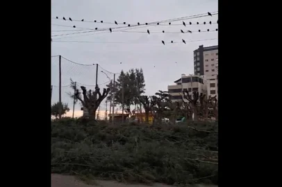 Poda de árvore em praça de Capão da Canoa gera polêmica entre moradores. <!-- NICAID(16290804) -->
