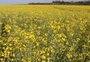 O que fez a safra da canola ser promessa de renda ao produtor gaúcho em 2024